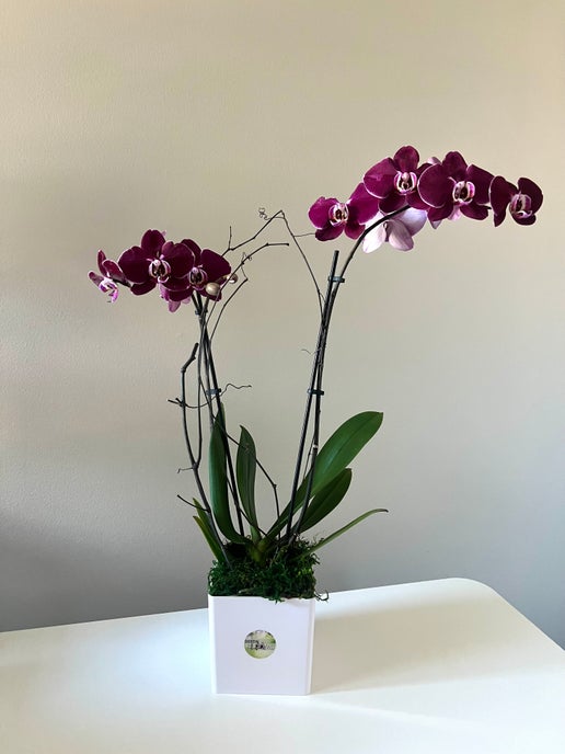 Blooming Orchid - in Destin, FL