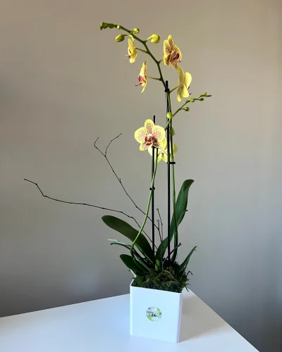 Blooming Orchid Plant - in Destin, FL thumbnail 2