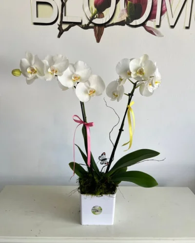 Blooming Orchid - in Destin, FL thumbnail 2