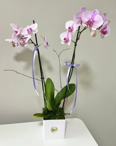 Blooming Orchid - in Destin, FL thumbnail 3