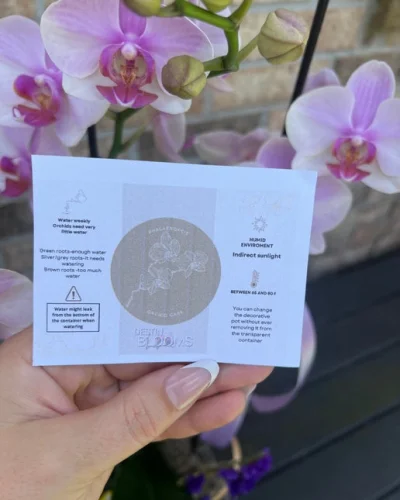 Blooming Orchid - in Destin, FL thumbnail 4